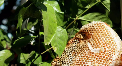 Health Benefits of Raw Honey