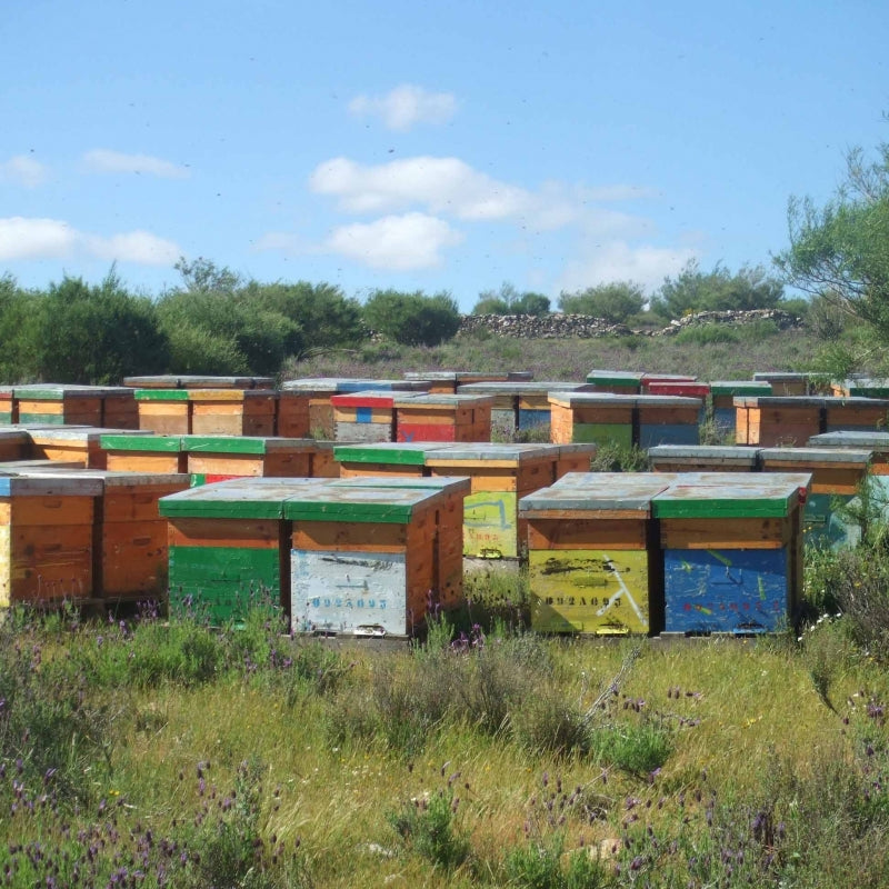Organic honey in bulk