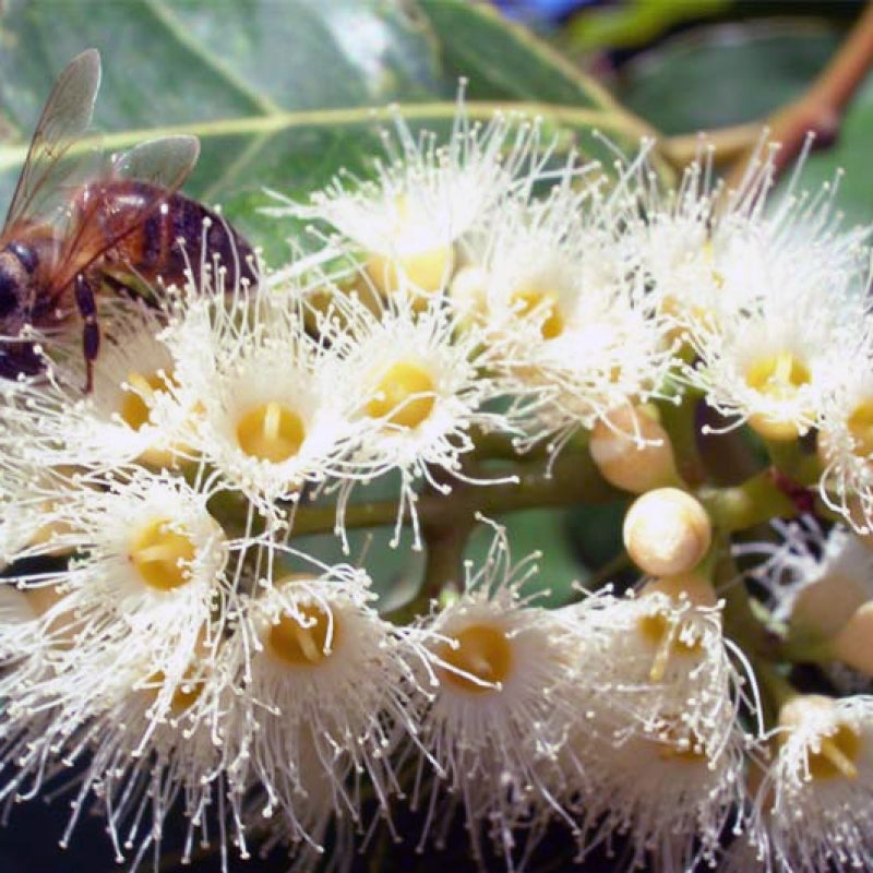 Organic Eucalyptus Honey