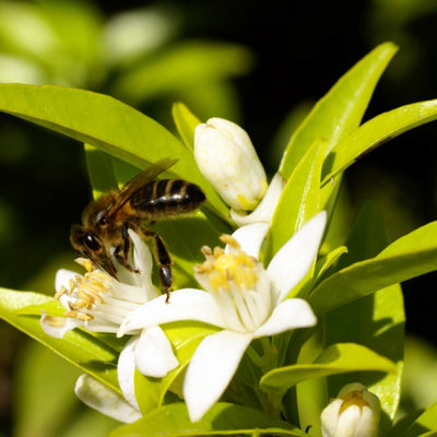 Organic Orange Blossom Honey