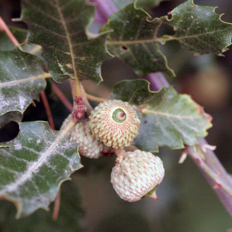 Organic Forest Honey