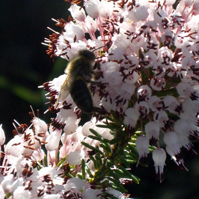 Organic Heather Honey