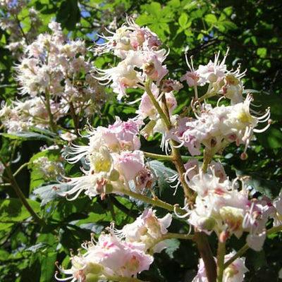 Organic Chestnut Honey