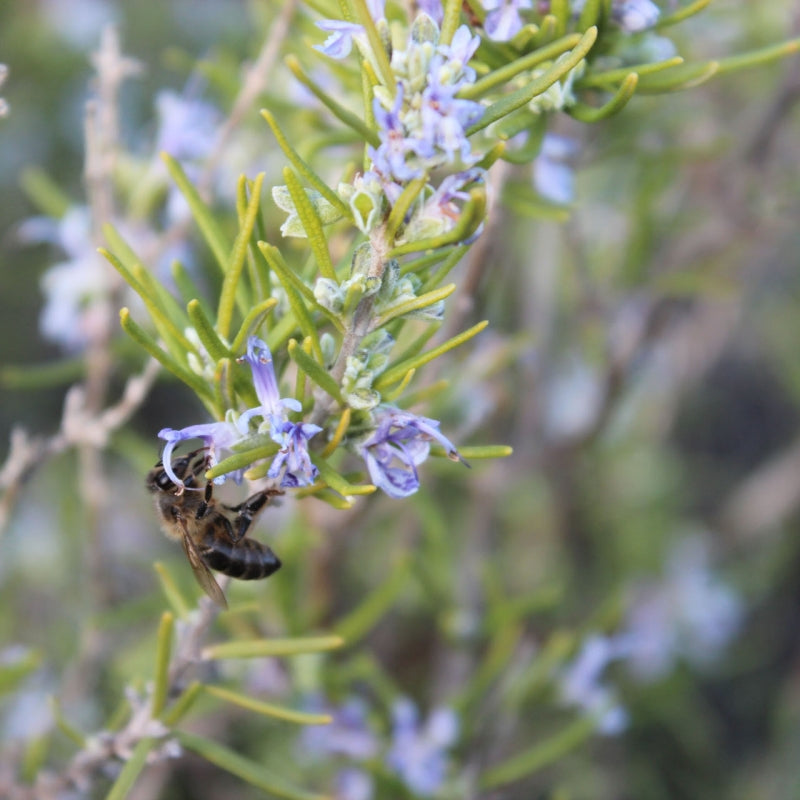 Organic Rosemary Honey