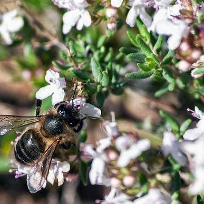 Organic Thyme Honey