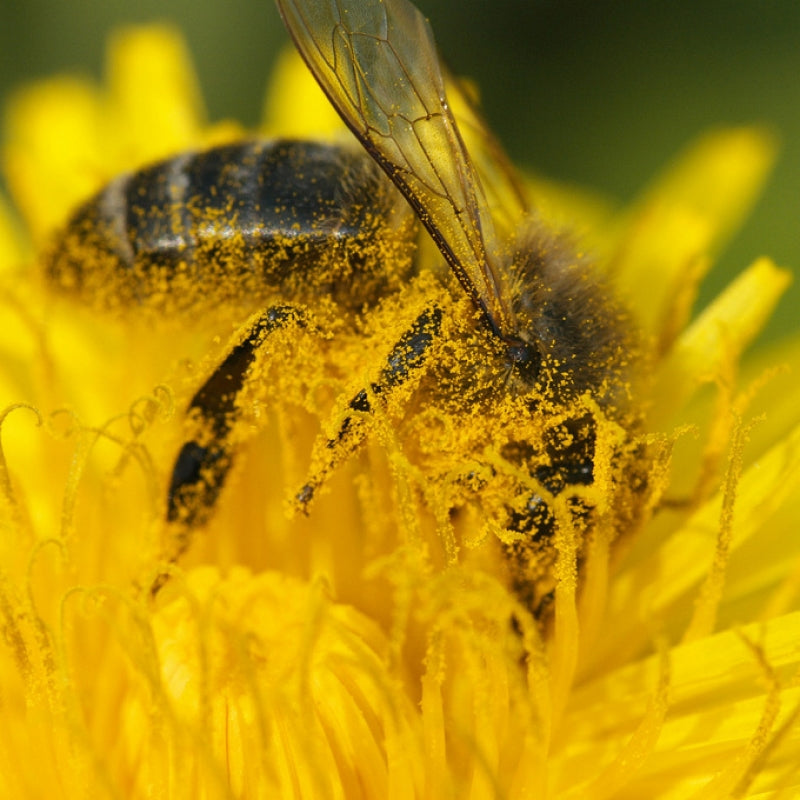 Pollen