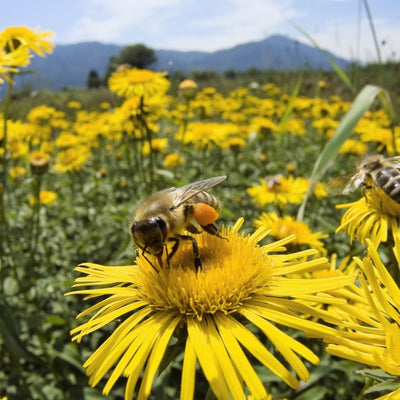 Organic Thousand Flower Honey