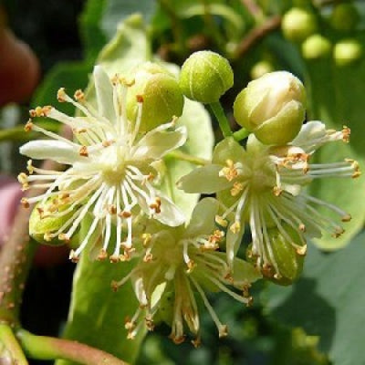Organic Linden Honey